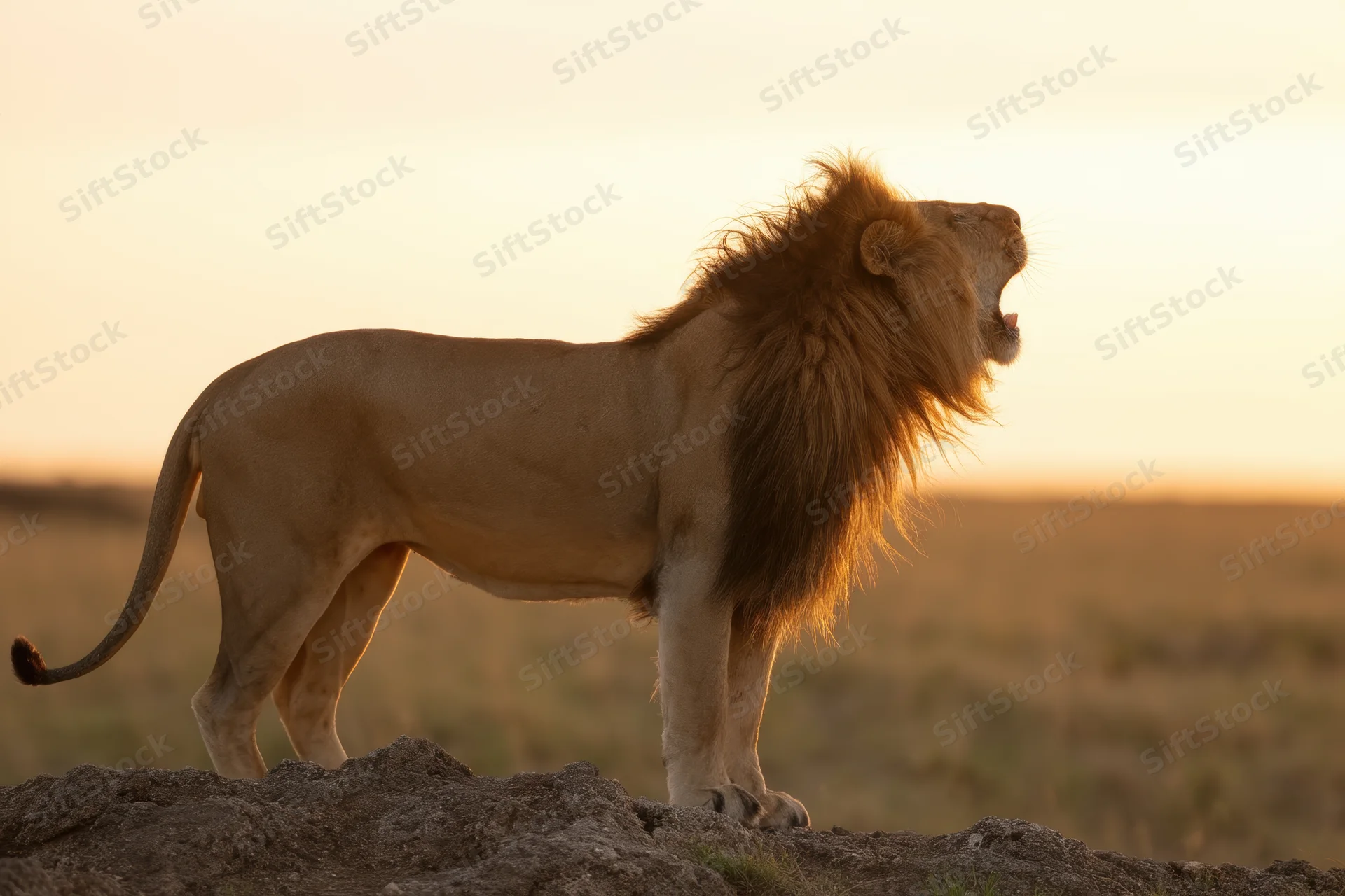 Male lion roaring on rocky outcrop at sunset in savanna
