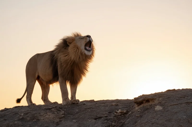 Lion roaring on rocky outcrop at sunset