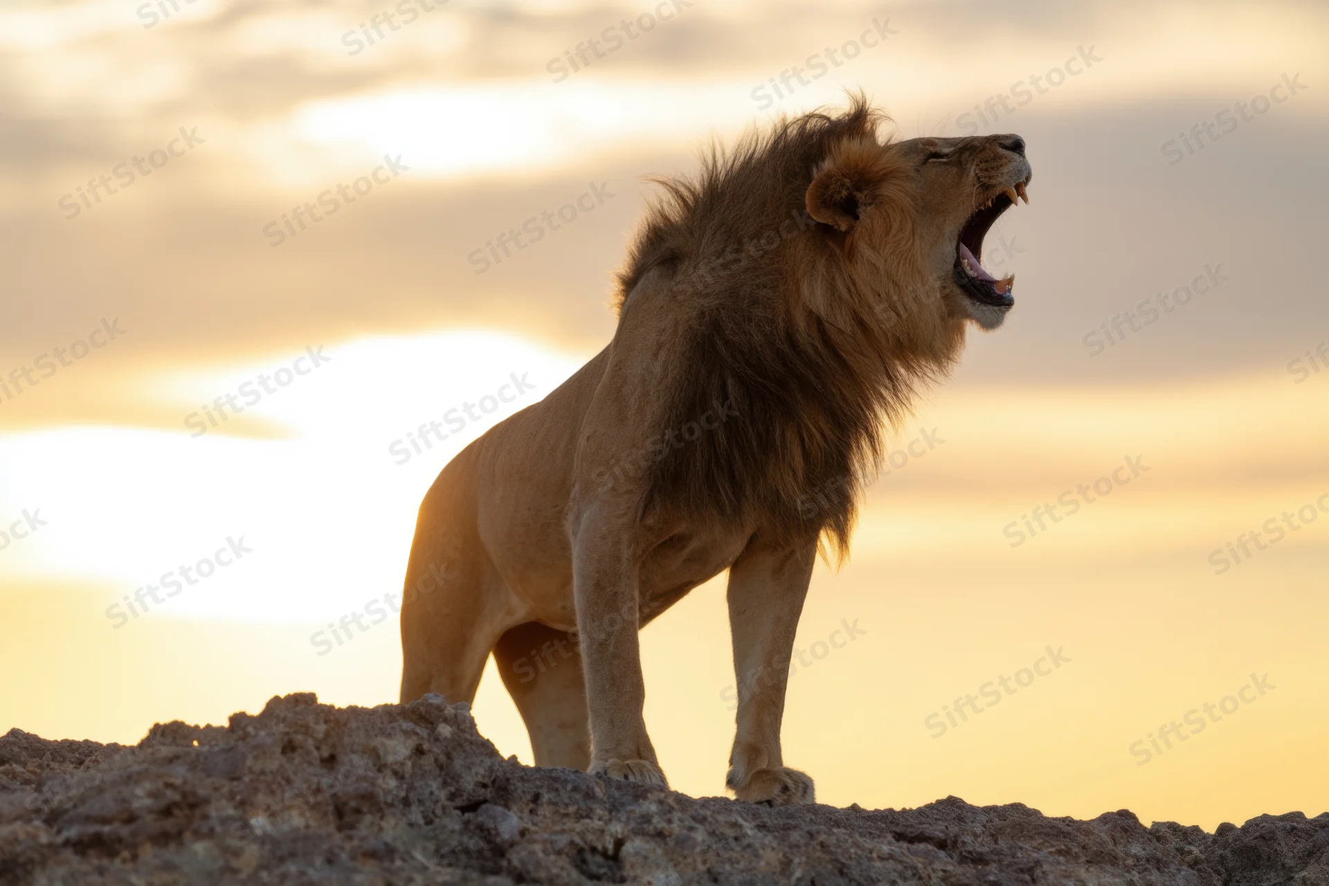 Male lion roaring on rocky outcrop at sunset