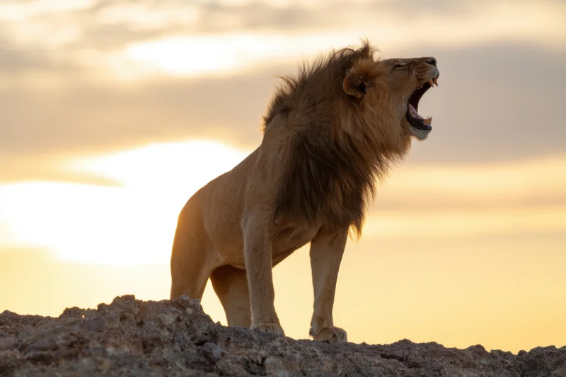 Male lion roaring on rocky outcrop at sunset