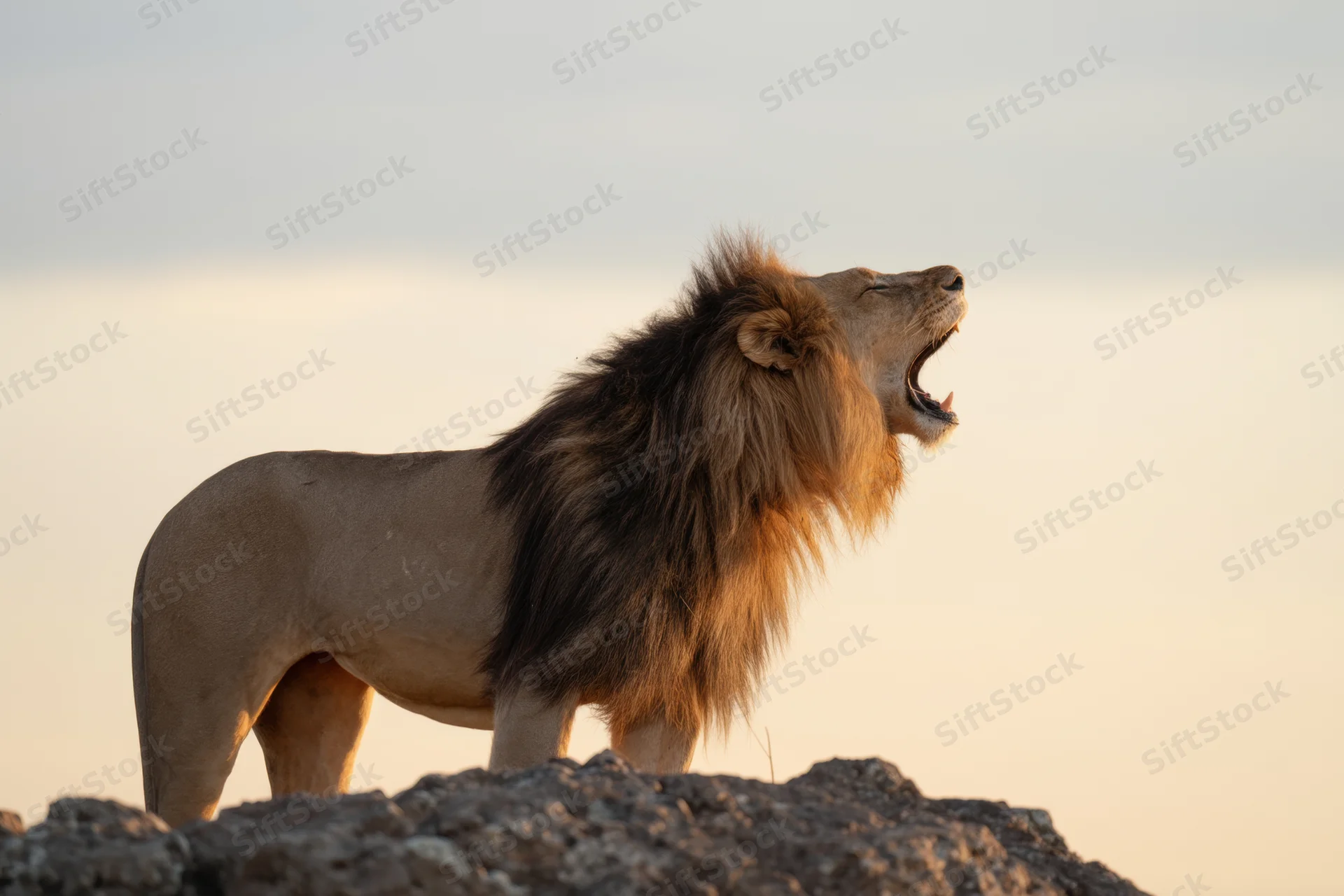 Male lion roaring on rocky outcrop at sunset