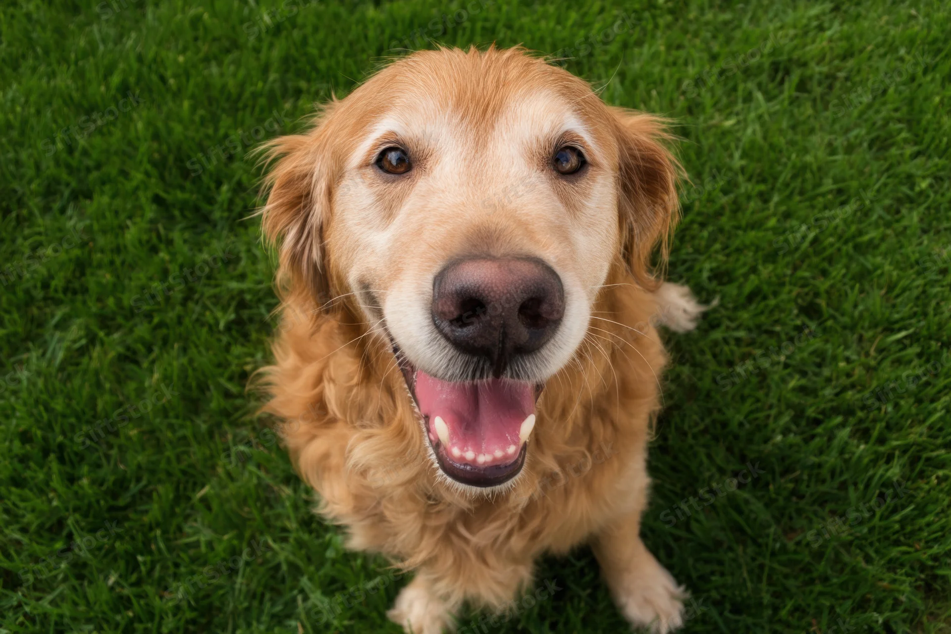 Golden retriever sitting on grass looking up at camera with open mouth and joyful expression