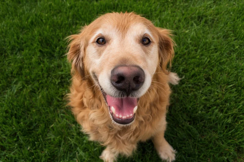 Golden retriever sitting on grass looking up at camera with open mouth and joyful expression