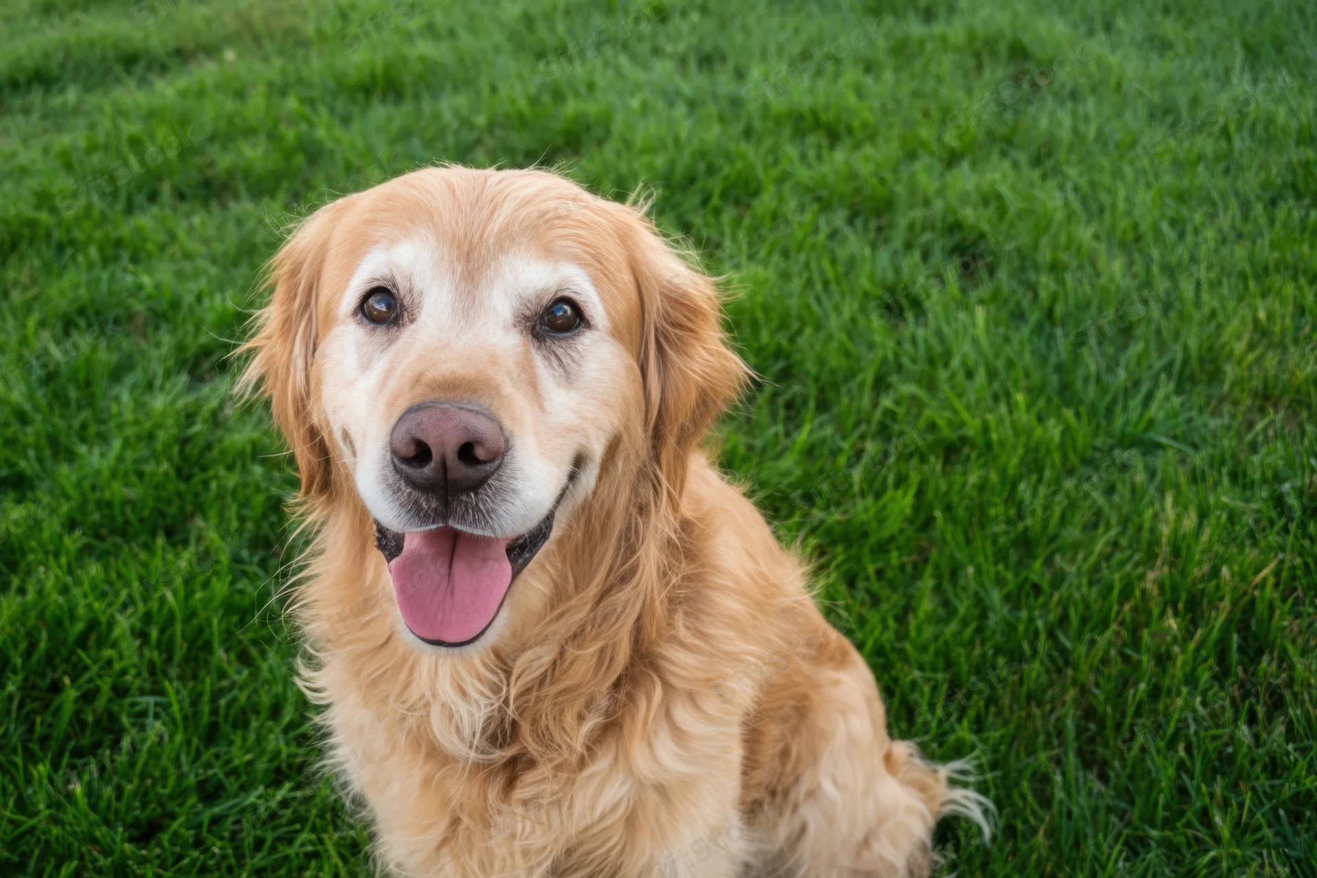Golden retriever sitting on grass with tongue out looking at camera