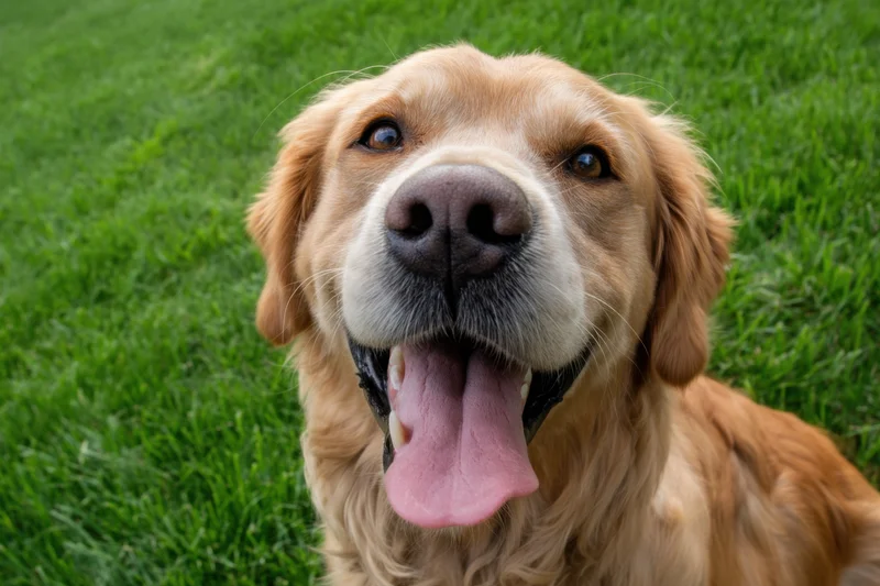 Golden retriever panting with tongue out on green grass, facing camera with joyful expression