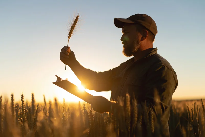 Farmer inspecting wheat stalk in field at sunset