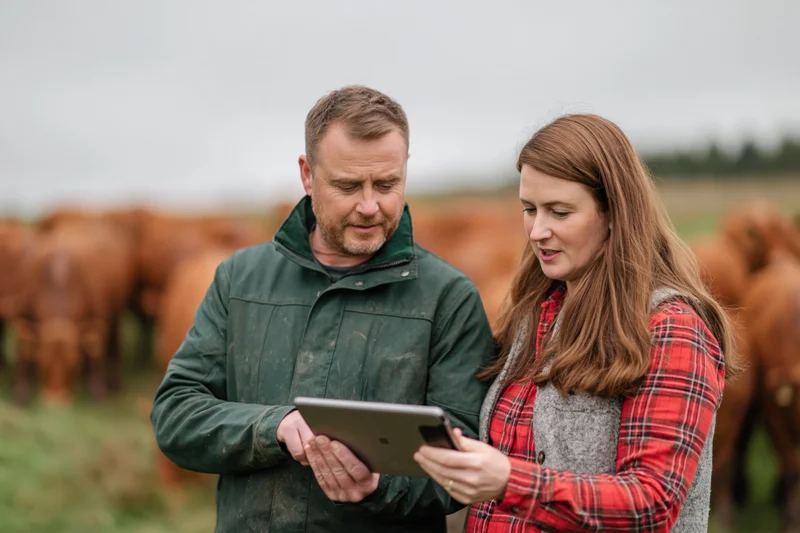 Man and woman farmers examining a tablet in a field with cattle behind them