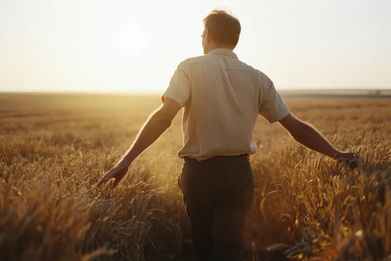 Man walking through wheat field at sunset with arms outstretched, back to camera