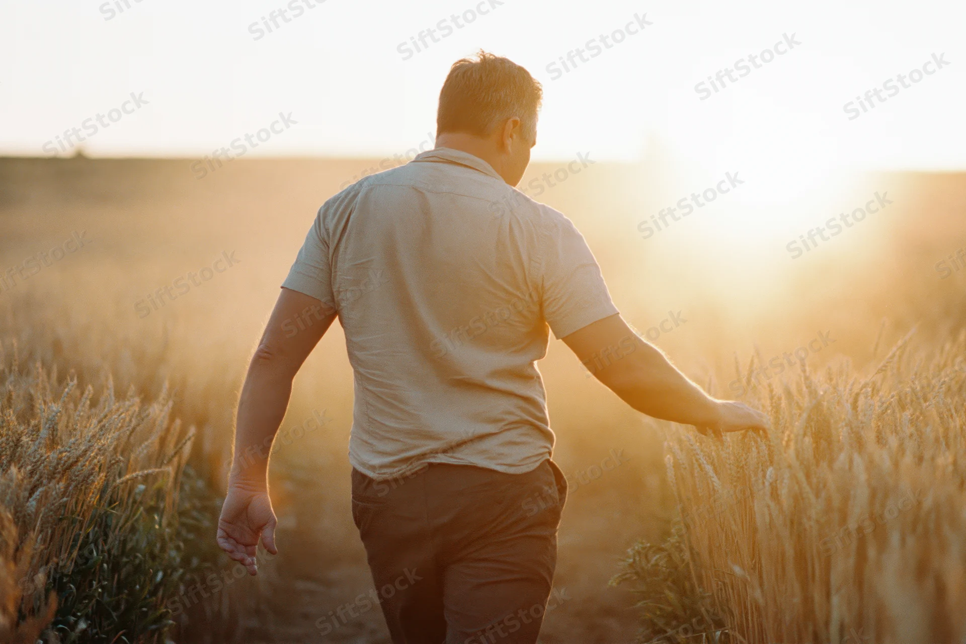 Man walking through wheat field at sunset brushing stalks with hand