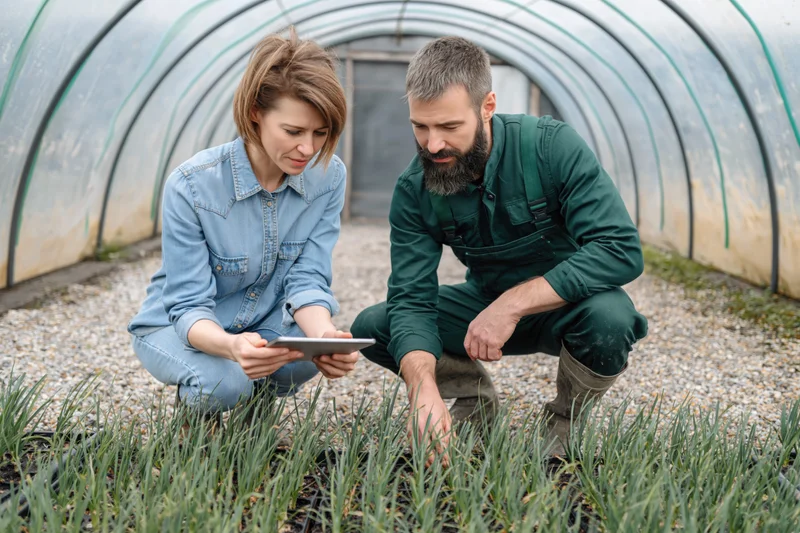 Woman and man crouching in greenhouse examining onion plants with tablet