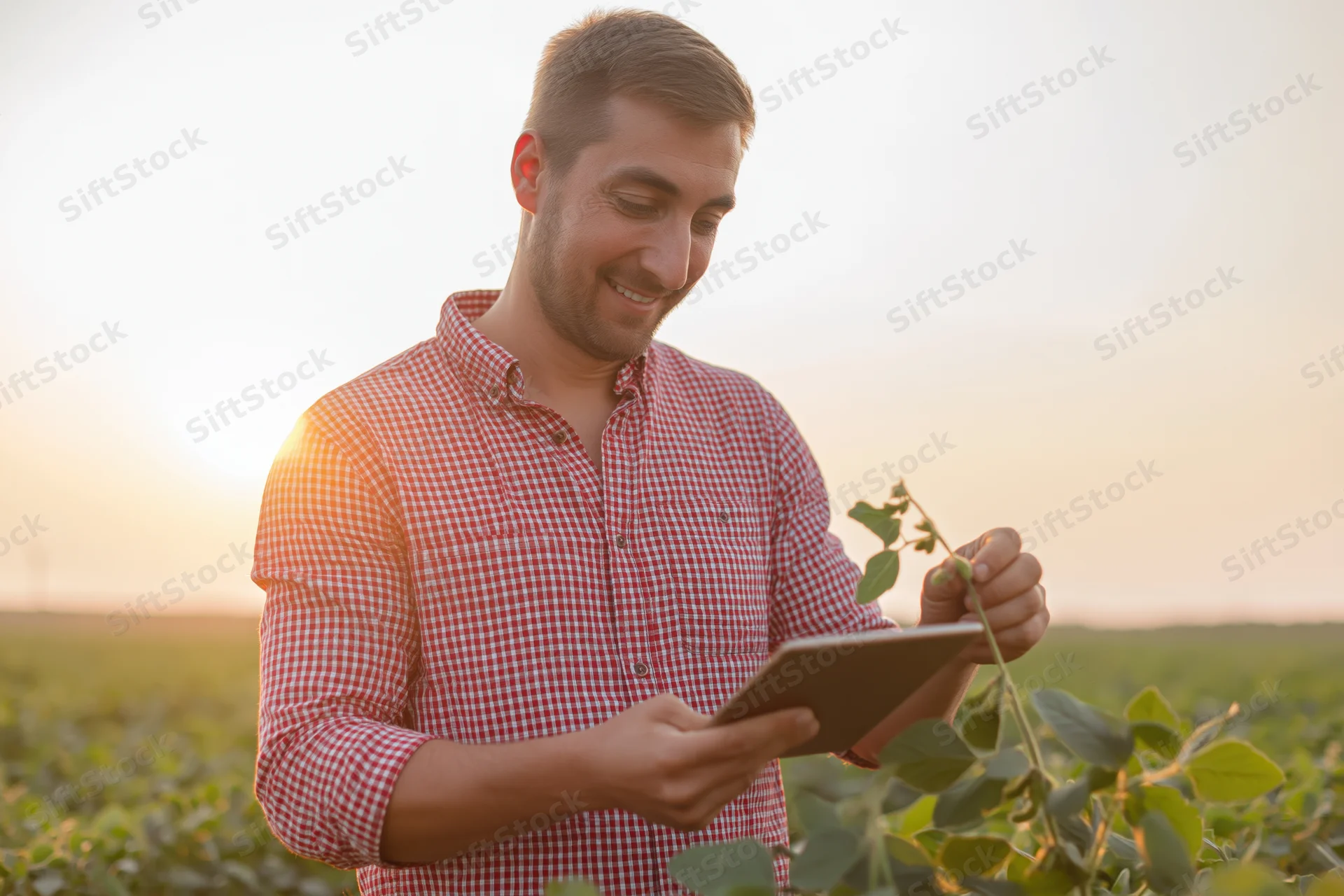 Young farmer inspecting soybean plant with tablet in field at sunset