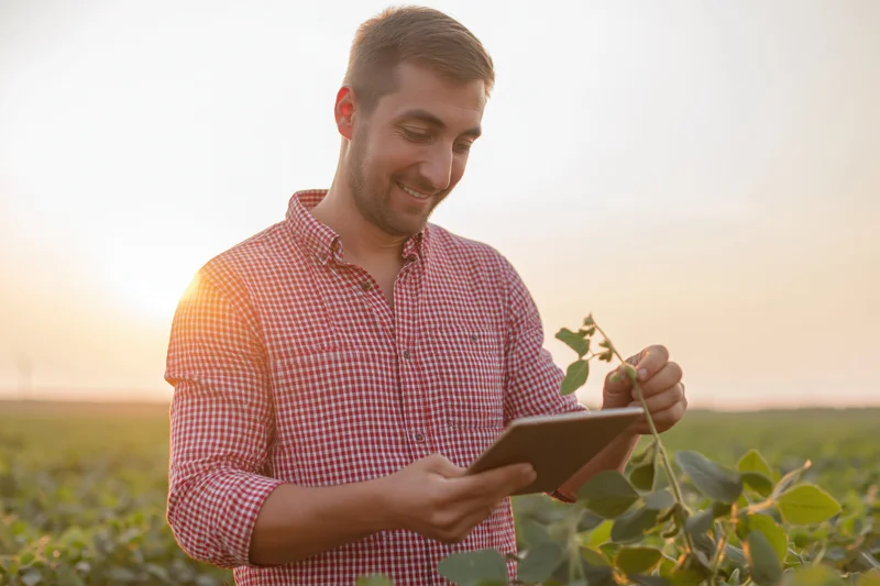 Young farmer inspecting soybean plant with tablet in field at sunset