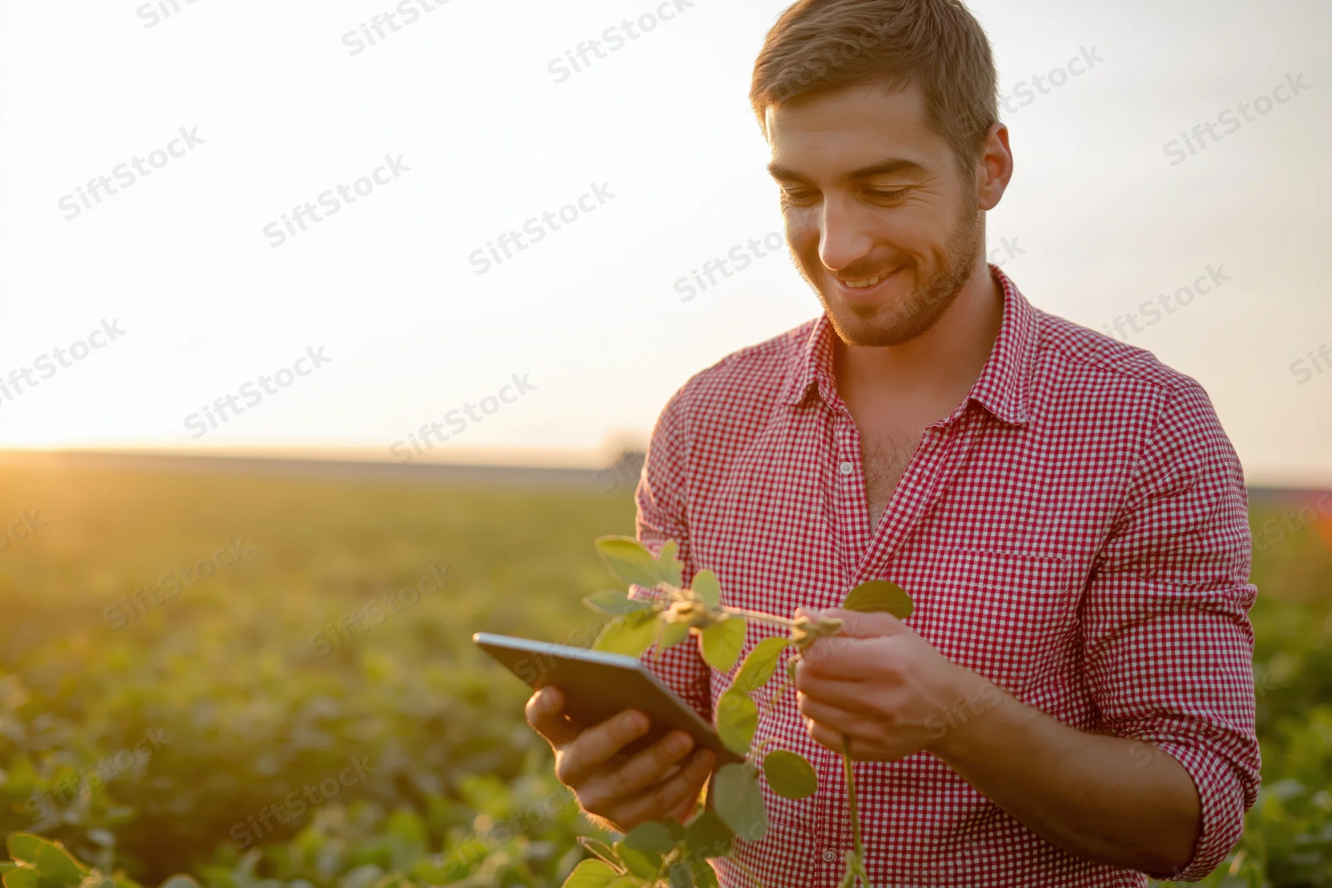 Young farmer inspecting soybean plant with tablet in field at sunset