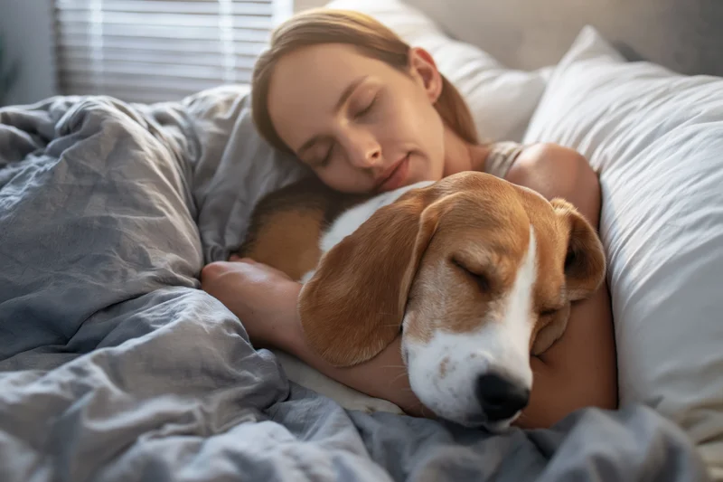 Young woman sleeping peacefully in bed with her beagle dog