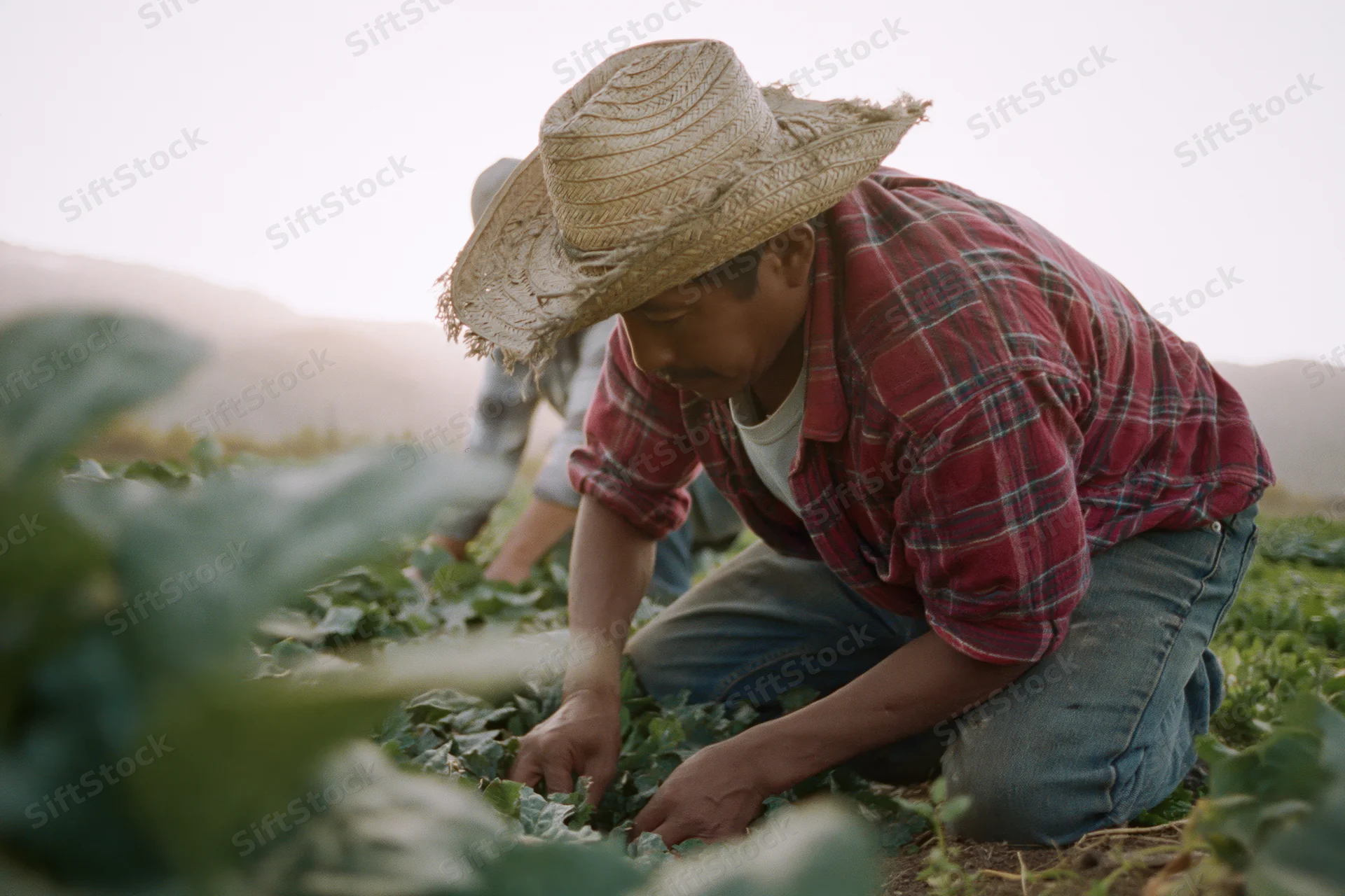 Farmer crouching to tend leafy crops in a field