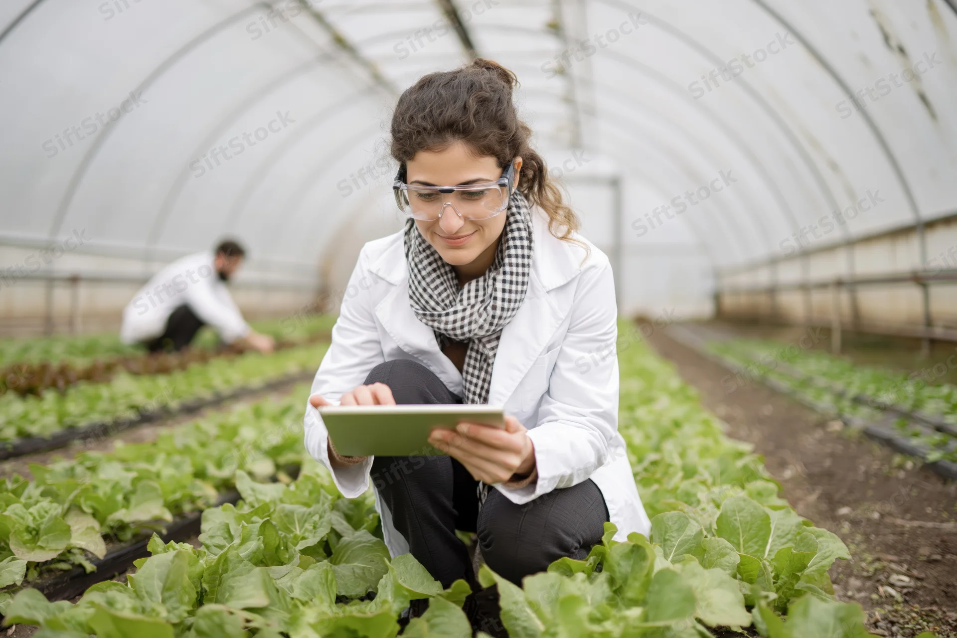 Woman scientist crouching in greenhouse using tablet to inspect lettuce crops