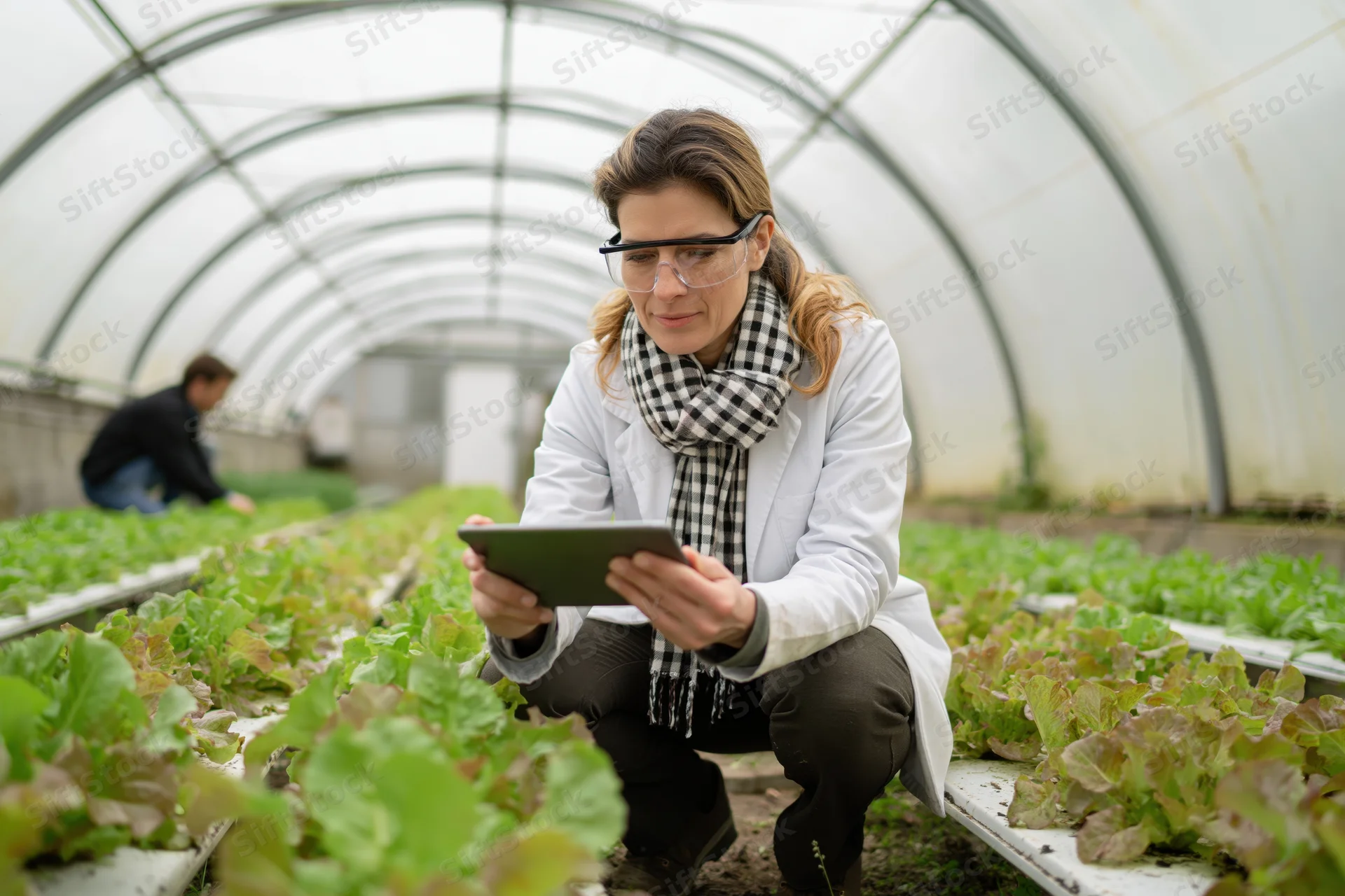 Female scientist crouching between rows of lettuce in a greenhouse using a tablet for crop inspection