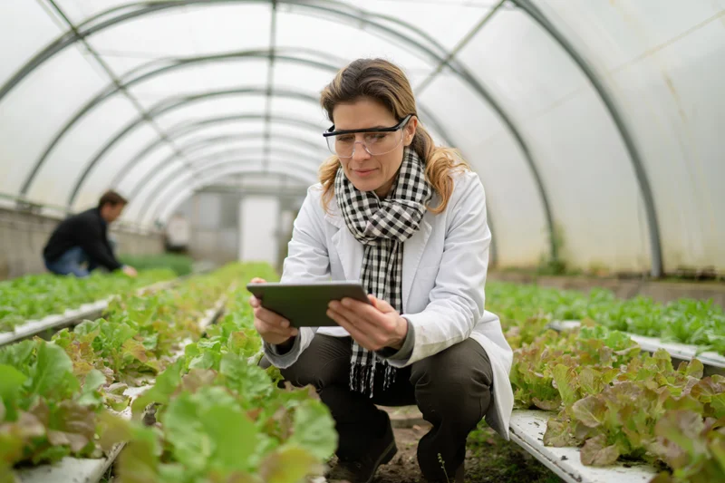 Female scientist crouching between rows of lettuce in a greenhouse using a tablet for crop inspection