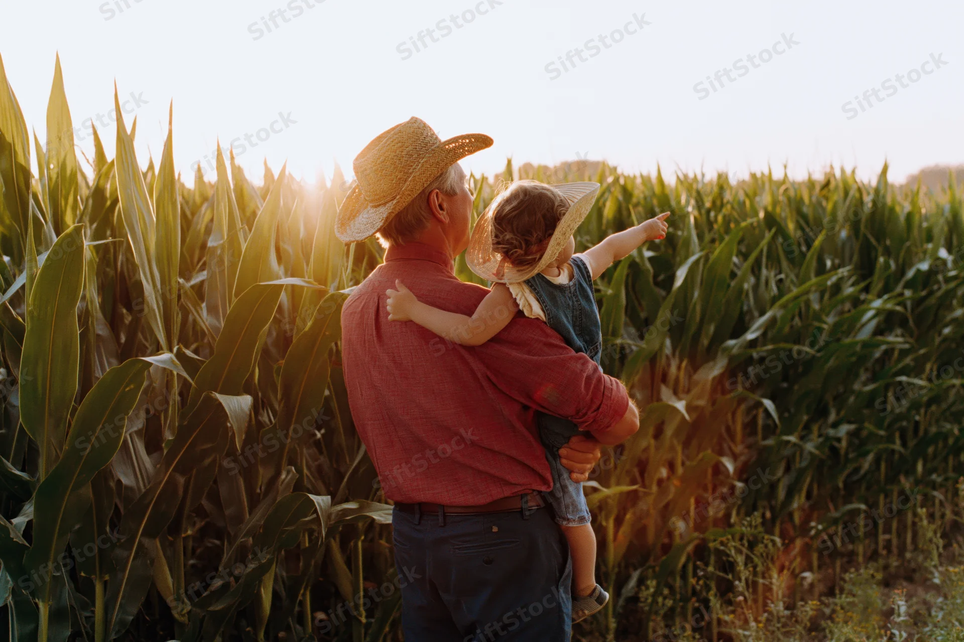 Grandfather holding granddaughter in a cornfield at sunset
