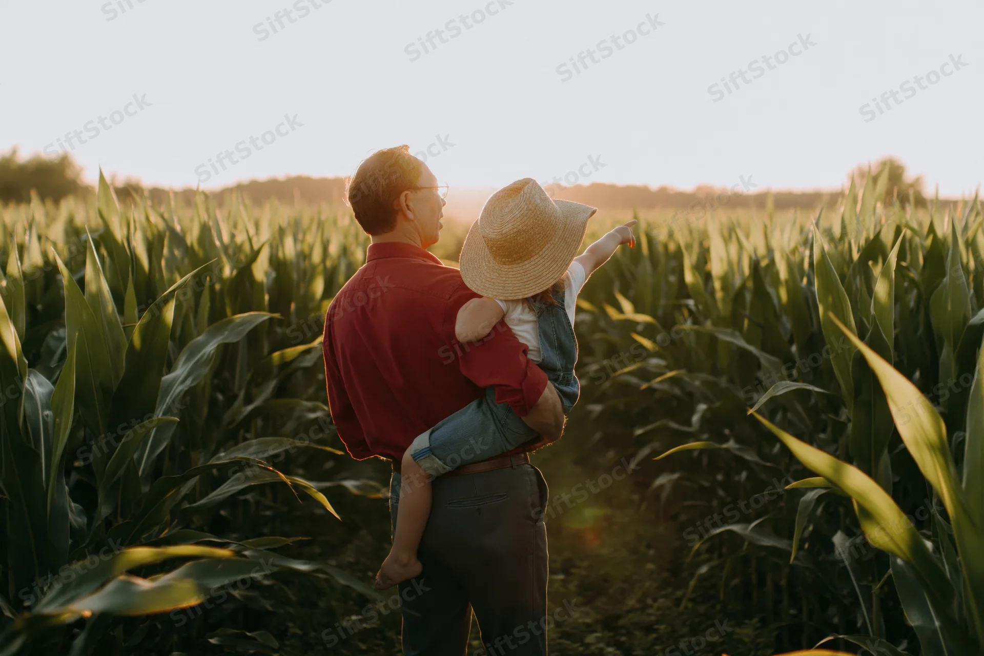 Grandfather holding granddaughter in a cornfield at sunset