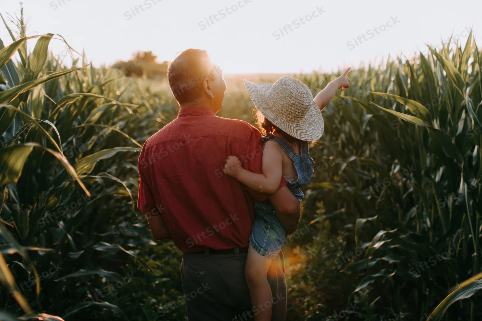 Grandfather holding granddaughter in cornfield at sunset
