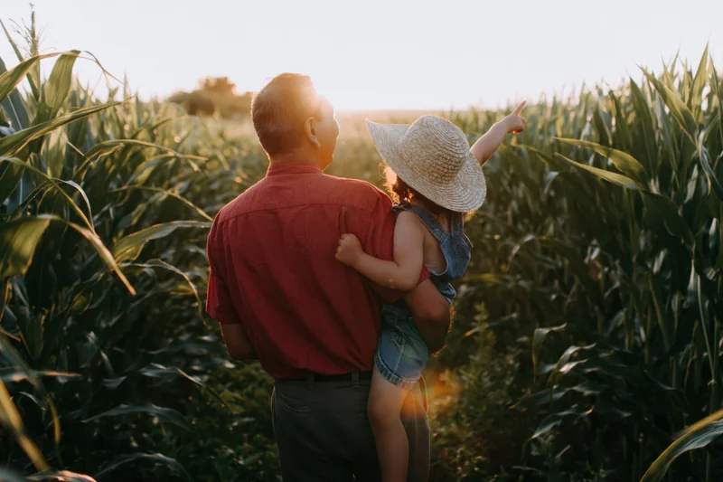 Grandfather holding granddaughter in cornfield at sunset