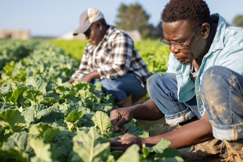 Two black men crouching among rows of leafy green crops in a field inspecting plants
