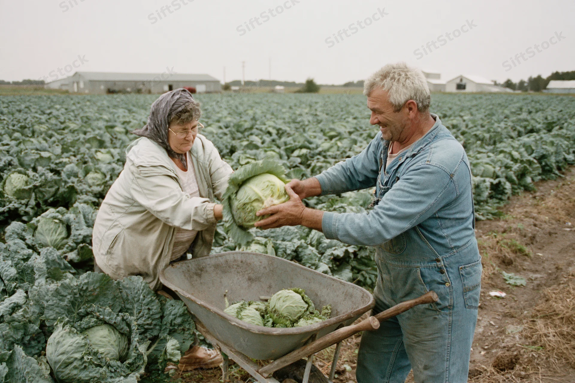 Two farm workers harvesting cabbage together in a large field