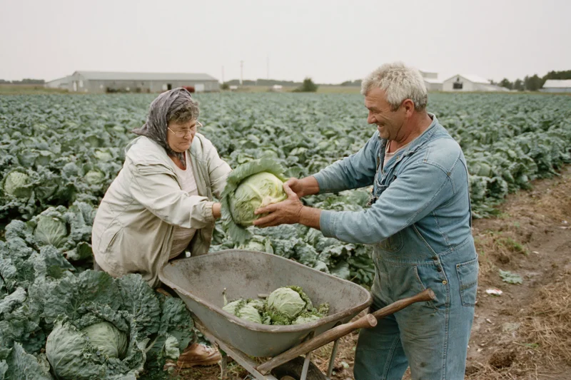 Two farm workers harvesting cabbage together in a large field