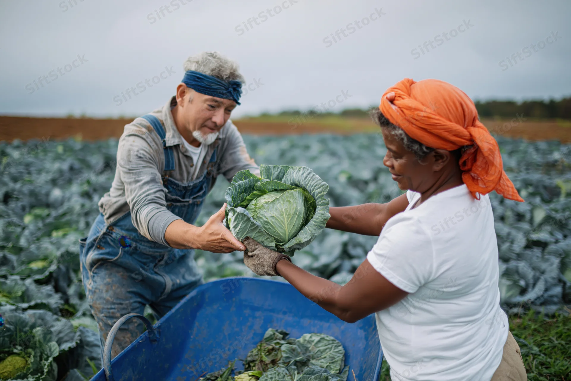 Two farmers harvesting cabbage together in a field