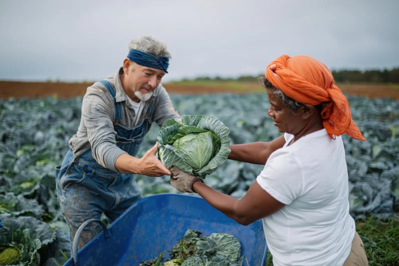 Two farmers harvesting cabbage together in a field
