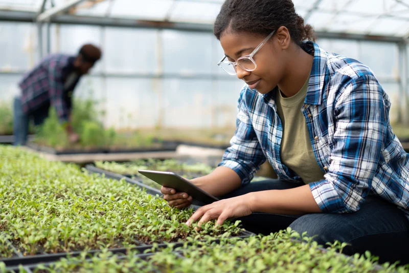Young black woman crouching beside seedling trays in a greenhouse using a tablet for inspection