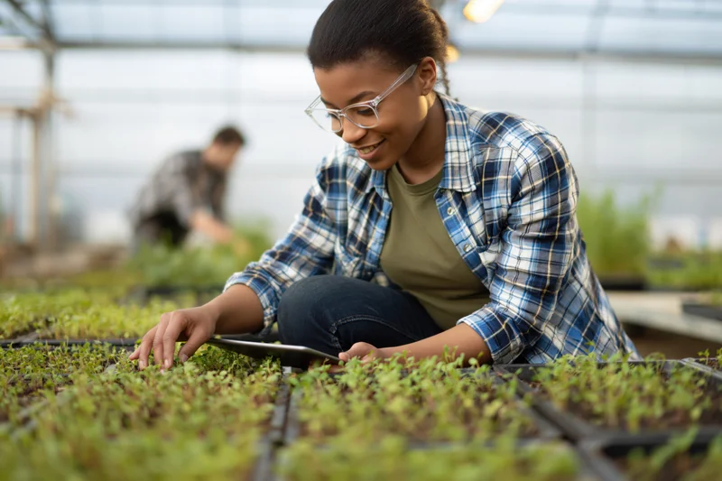 Young black woman crouching beside seedling trays in a greenhouse, inspecting plants with a tablet