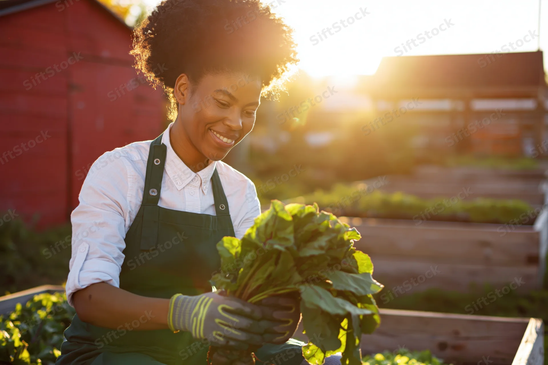 Young black woman smiling while harvesting leafy greens in a raised garden bed at sunset