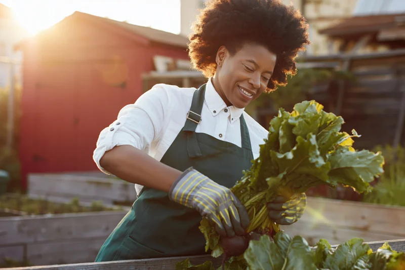 Young black woman smiling while harvesting fresh vegetables in a garden bed
