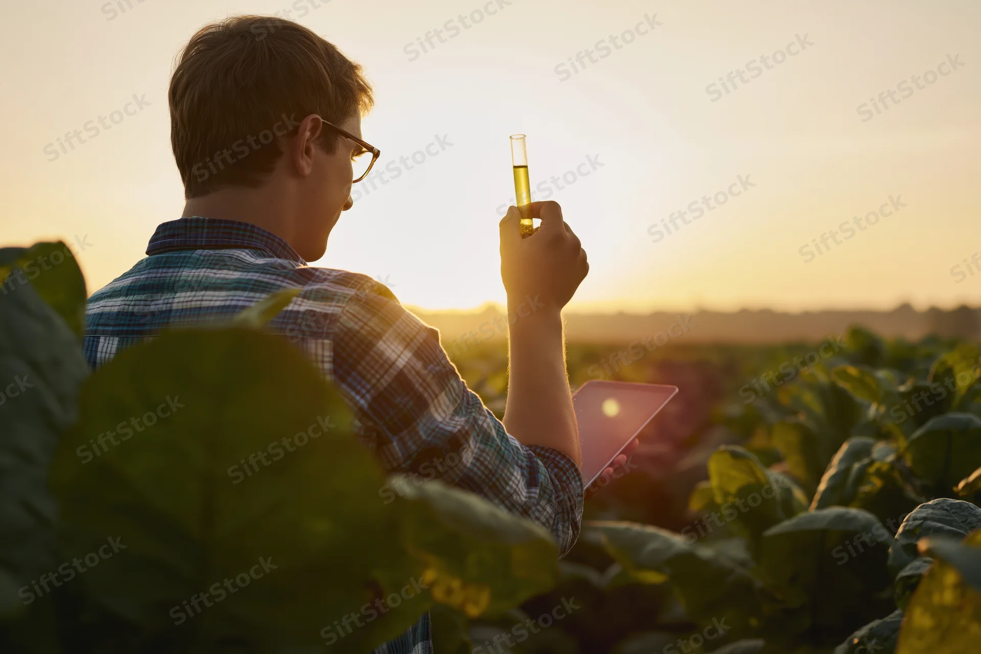 Young agronomist examining test tube with liquid sample in tobacco field at sunset