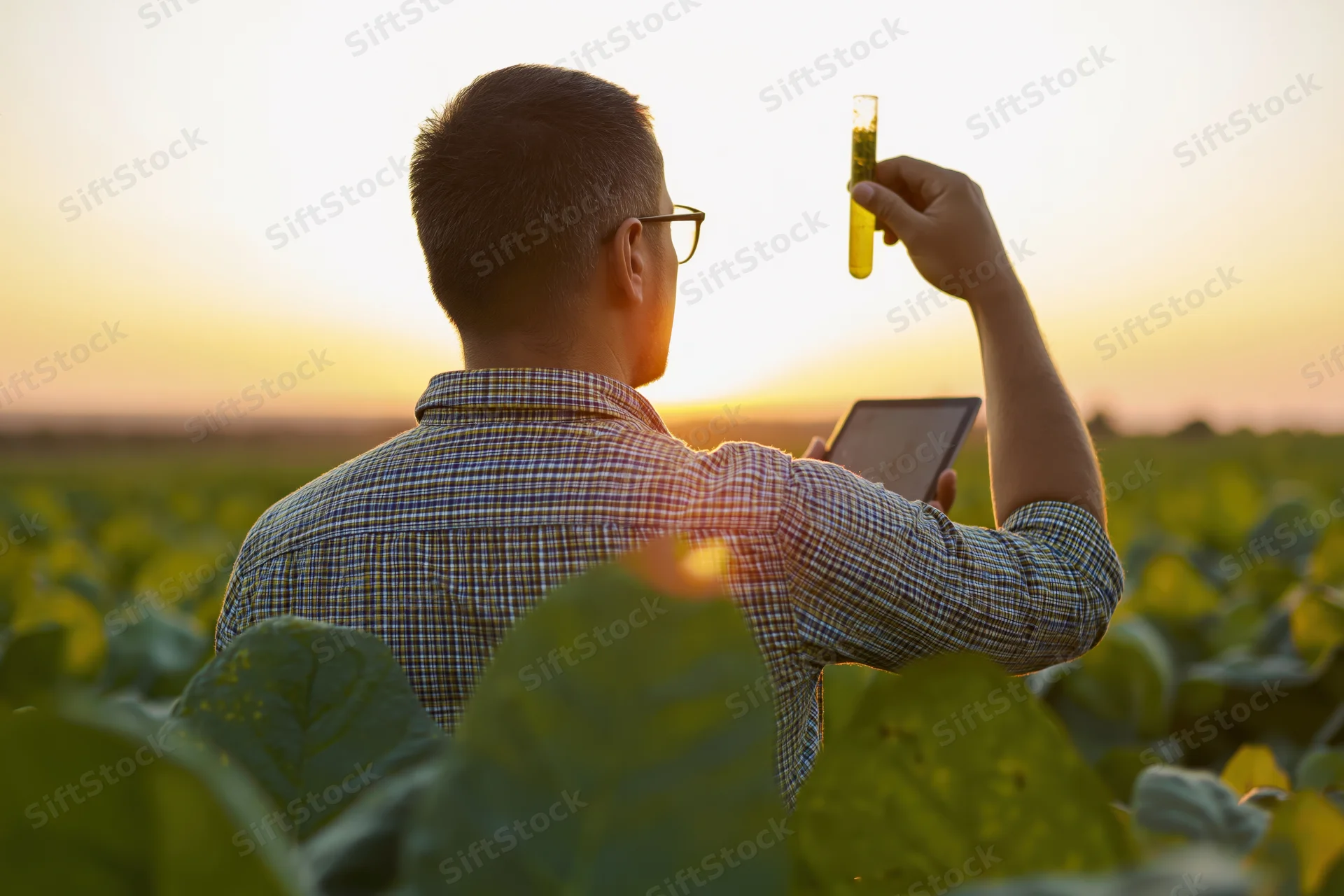 Agronomist holding test tube and tablet in tobacco field at sunset