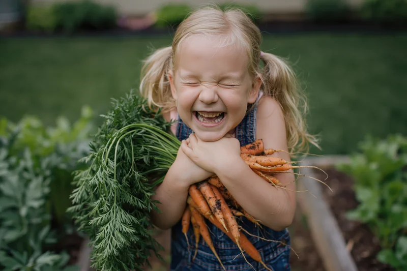 Young blonde girl laughing with eyes squeezed shut while hugging a bundle of freshly harvested carrots in a garden