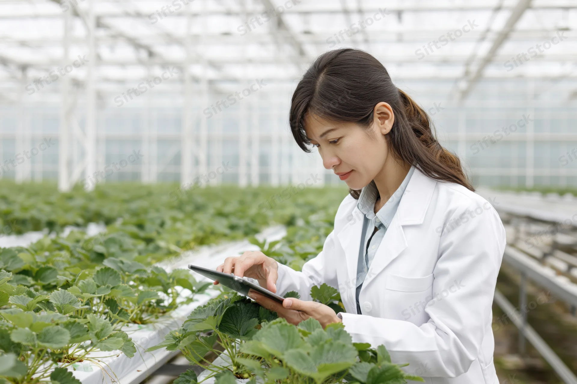 Woman in lab coat using tablet to inspect strawberry plants in greenhouse