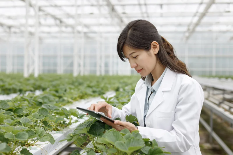 Woman in lab coat using tablet to inspect strawberry plants in greenhouse