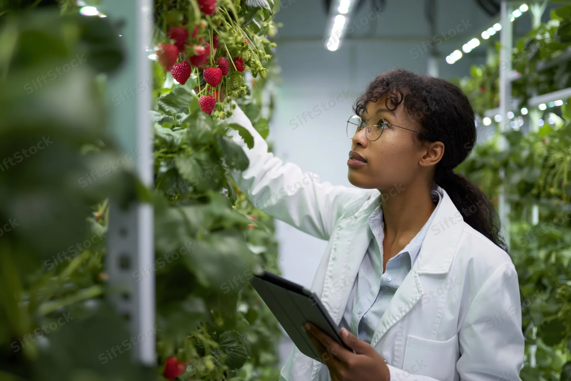 Young woman in lab coat inspecting strawberries in vertical greenhouse with tablet