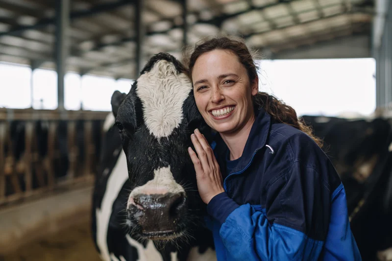 Woman smiling while petting a holstein cow's head in a barn