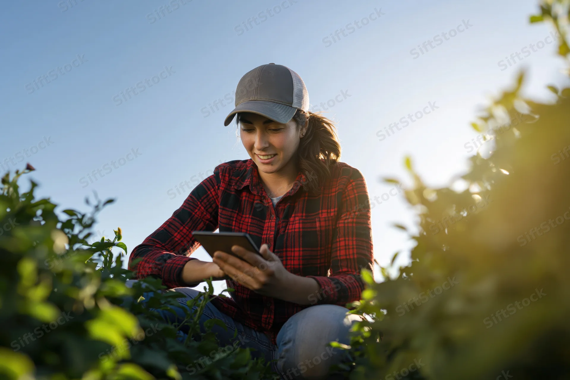 Young woman crouching among tomato plants using tablet in field