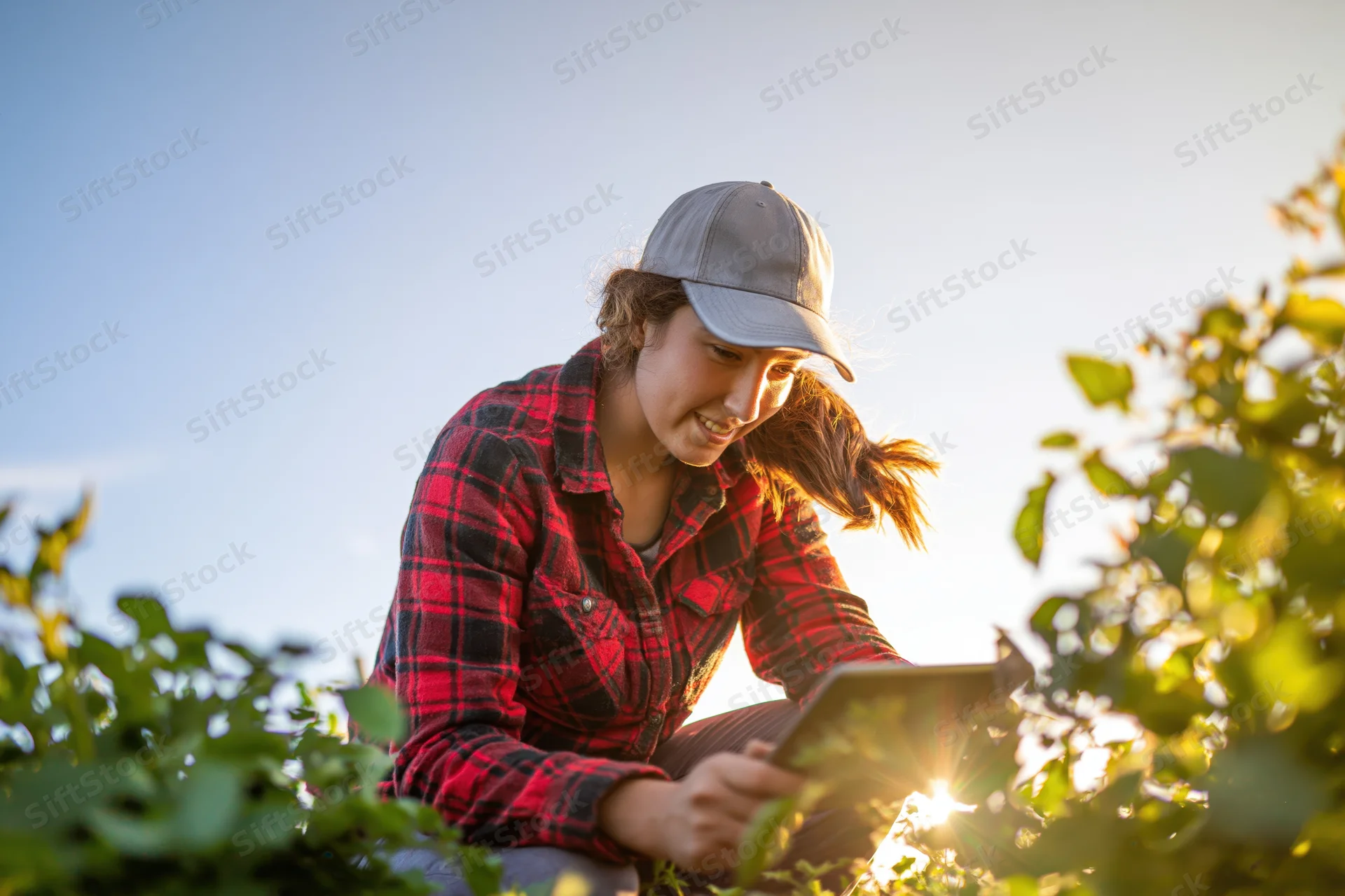 Young woman crouching among tomato plants using tablet in field at sunset