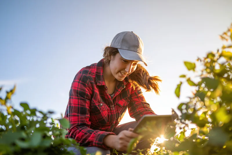 Young woman crouching among tomato plants using tablet in field at sunset
