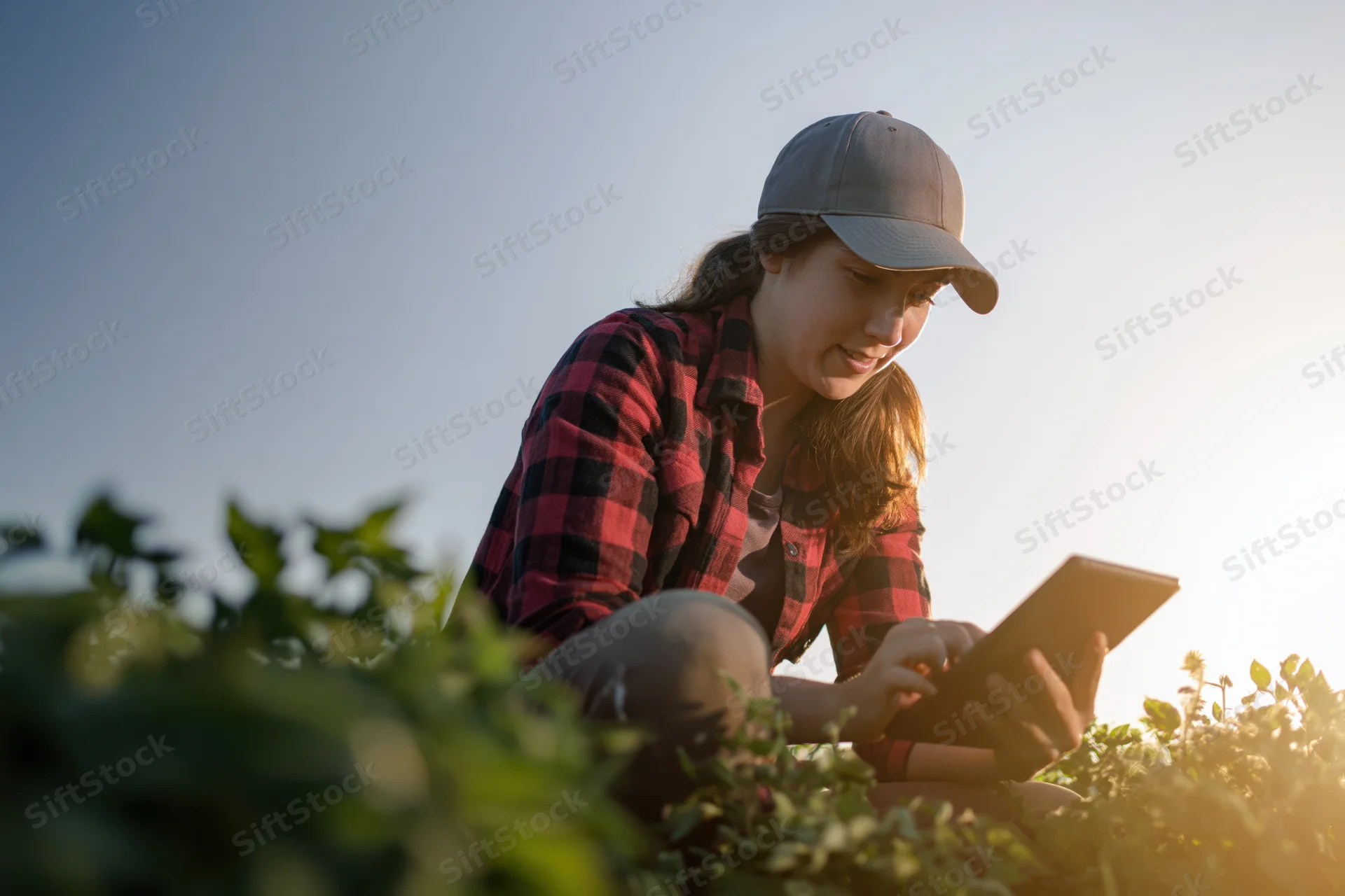 Young woman crouching among tomato plants using tablet in field at sunset