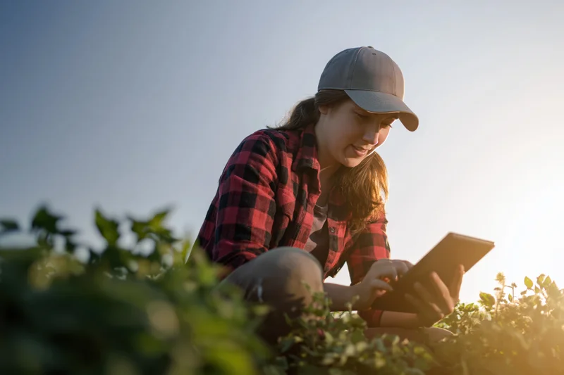 Young woman crouching among tomato plants using tablet in field at sunset