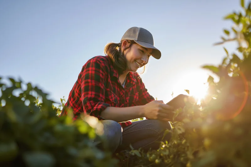 Woman crouching among tomato plants in a sunlit field smiling