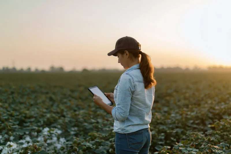 Young woman agronomist using tablet in cotton field at sunset