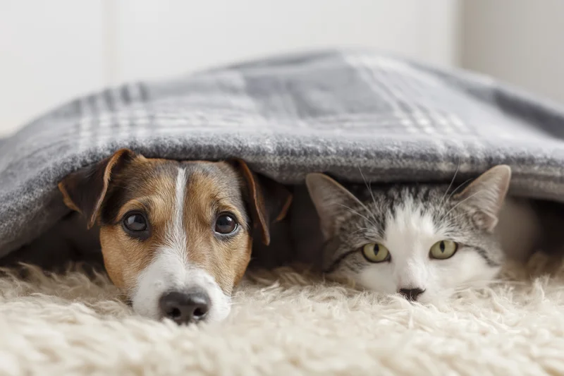 Dog and cat peeking from under a blanket on a fluffy rug